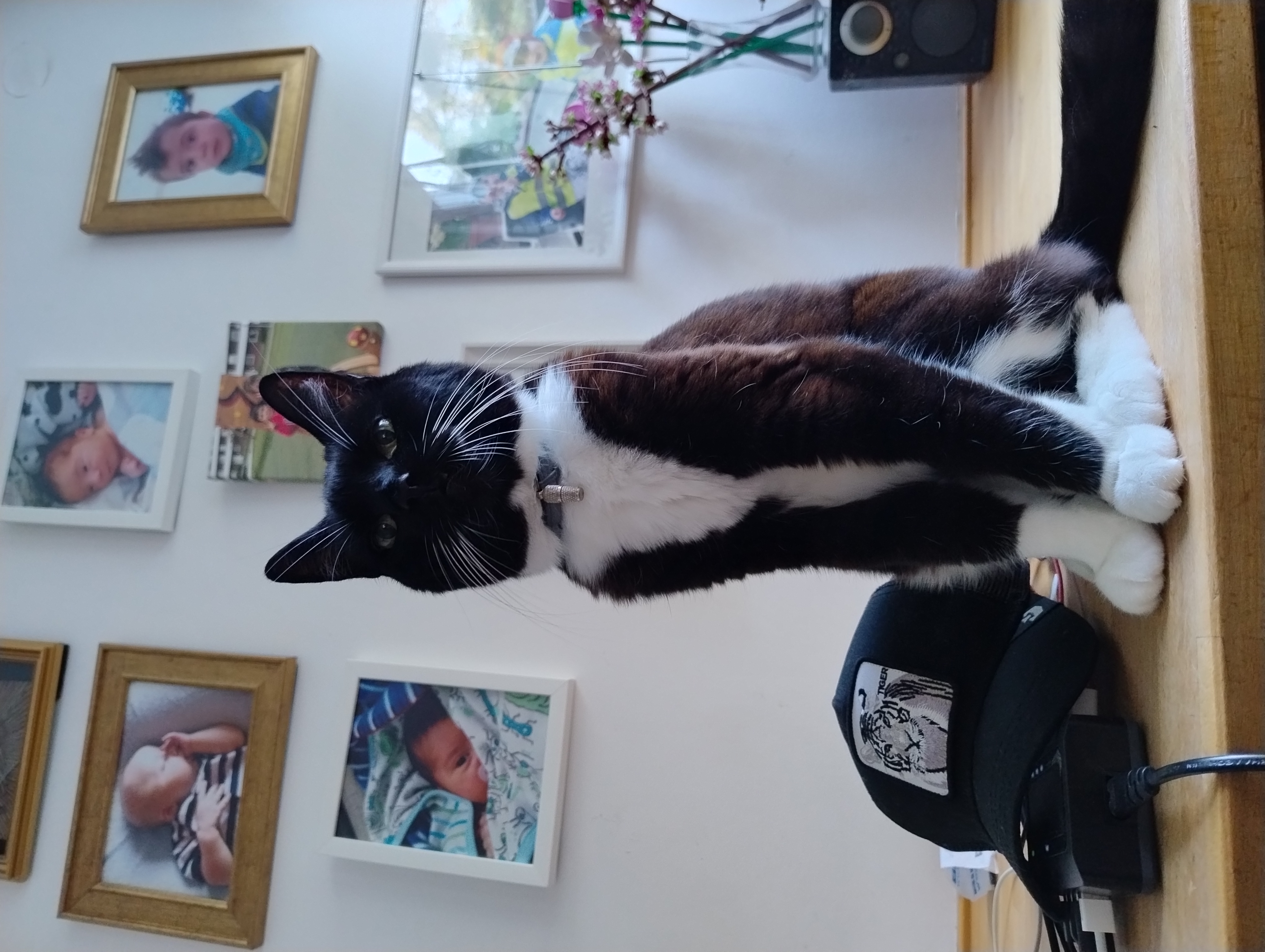 My Puma